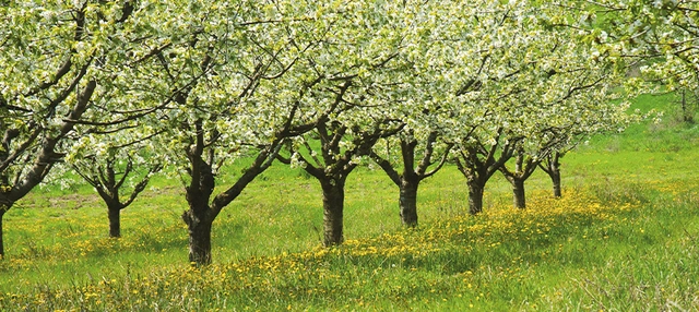 Blühende Bäume in Niedersachsen.