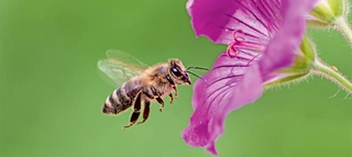 Nachaufnahme von Biene die Blüte anfliegt.
