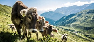 Kühe in den Bergen im Zillertal.