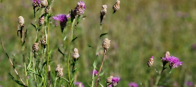 Blumen im Moor