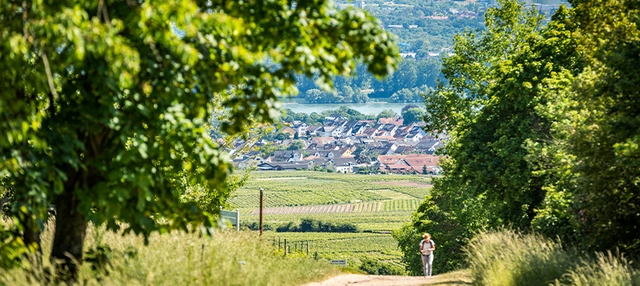 Blick ins Rheingau zwischen grünen Blättern hindurch