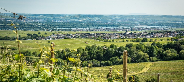 Rheingau Landschaft