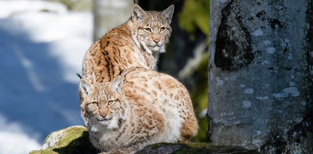 Fauna_Luchs_Hero_C-Shutterstock-MicheleAldeghi Nahaufnahme von zwei Luchsen.