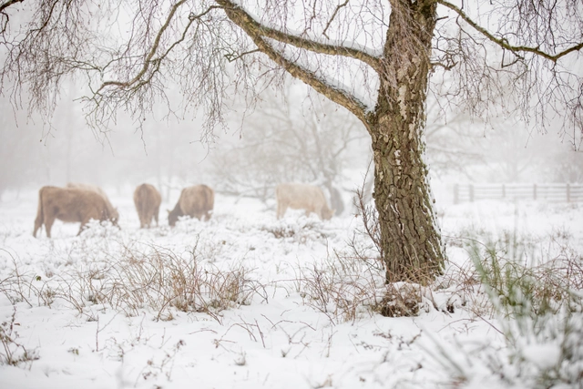 Winterweiden (64 von 77).jpg