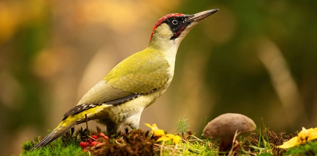 Fauna_Gruenspecht_Hero_C-Shutterstock_Wondry Nahaufnahme von Grünspecht im Wald.