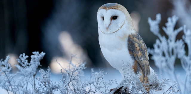 Fauna_Schleiereule_Hero_C-Shutterstock-ZarubaOndrej Nahaufnahme einer Schleiereule.