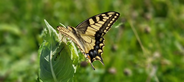 Schmetterling