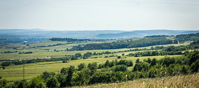 Rheingau Landschaft 