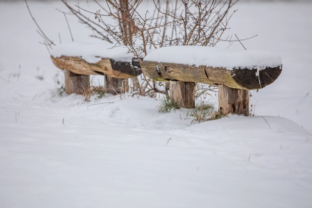 Winterweiden (21 von 77).jpg