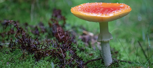 Pilz am Forststeig.