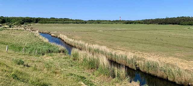 Gewässer in grüner Natur auf Amrum.