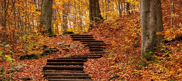 Stufen im Wald.