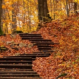 Stufen im Wald.