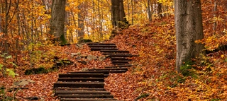 Inspirationen_Top10Herbstwege_Bild2_C-Shutterstock Stufen im Wald.