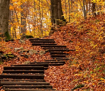 Stufen im Wald.