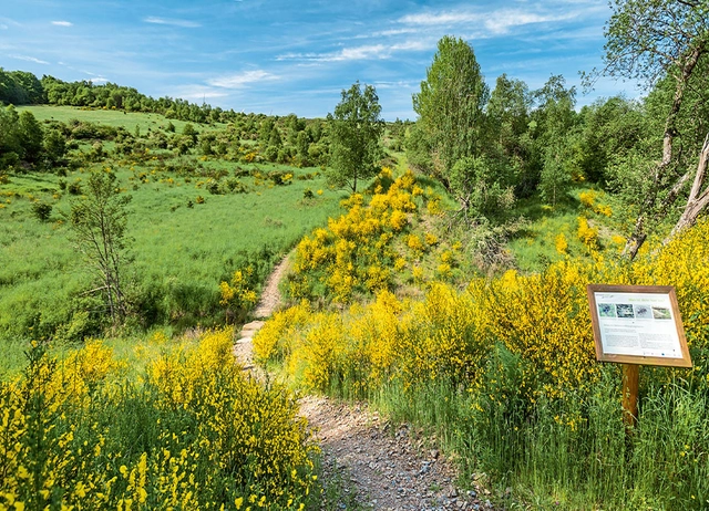 Hügelige Wiesen- und Waldlanschaft mit kleinem Wanderweg in Mitten von gelben Blumen.