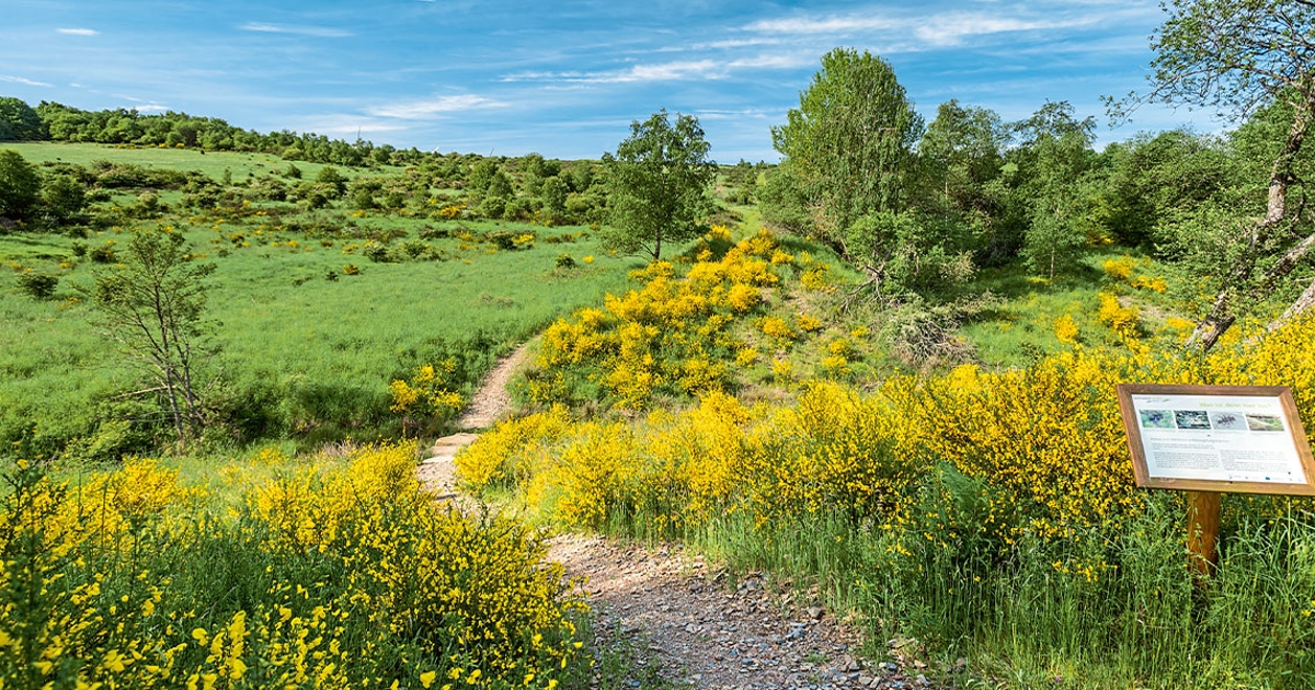 Hügelige Wiesen- und Waldlanschaft mit kleinem Wanderweg in Mitten von gelben Blumen.