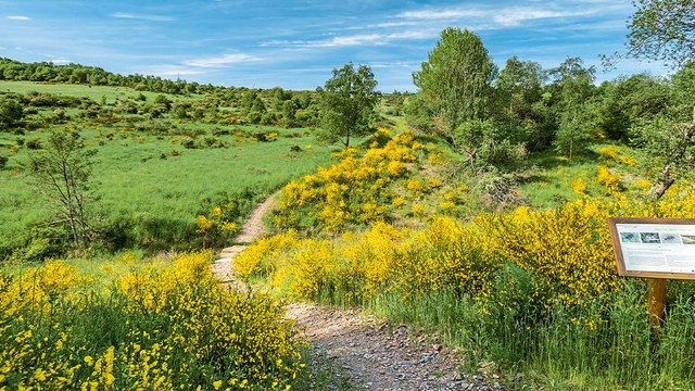 Hügelige Wiesen- und Waldlanschaft mit kleinem Wanderweg in Mitten von gelben Blumen.