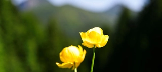 Nahaufnahme von  zwei gelben Blumenblüten.