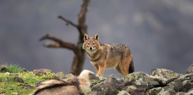 Fauna_Goldschakal_Hero_C-Shutterstock_MartinProchazkacz Goldschakal auf der Jagd in der Wildniss.