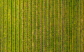 Blick auf Weinfeld von Oben.