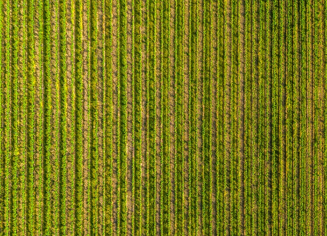 Blick auf Weinfeld von Oben.