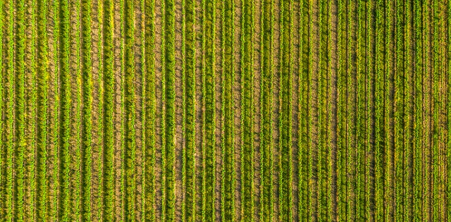 Blick auf Weinfeld von Oben.