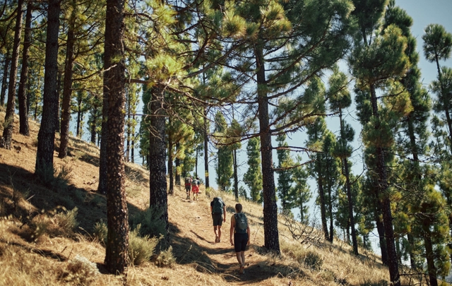 Gran Canaria Walking Festival Mehrere Wanderer gehen bergauf in einem lichten, sandigen Kiefernwald