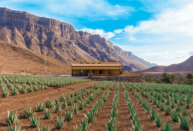 Finca Canarias Aloe Vera - Fataga Blick auf eine Aloe Vera Plantage