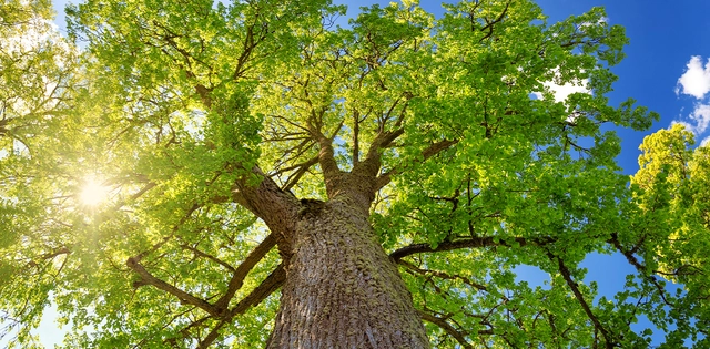 Flora_Linde_Hero_C-Shutterstock-LeManna Fotoaufnahme einer Linde.