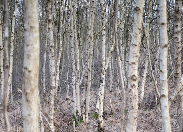 Moorbirken in trister Moorumgebung.