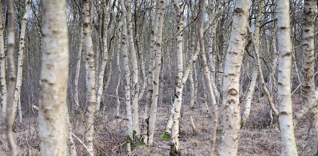 Flora_Moorbirke_Hero_C-Shutterstock_OleSchoener Moorbirken in trister Moorumgebung.