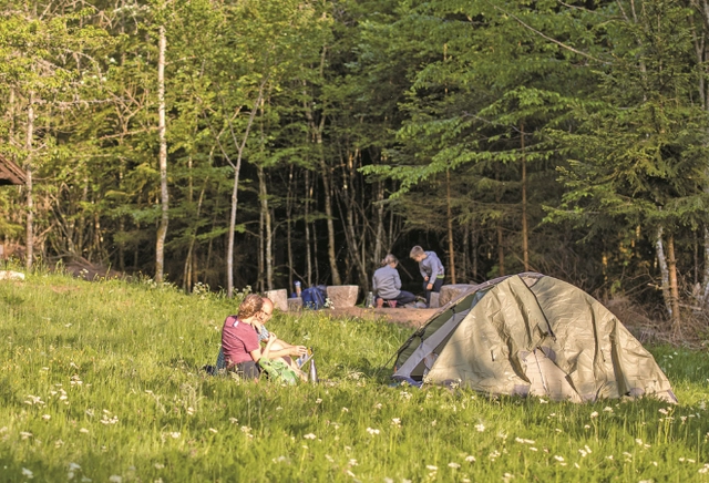 Ein Zelt auf einer grünen Wiese vor einem Wald
