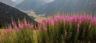 Strauch mit rosa Bergpflanzen vor Blick auf das Tal.