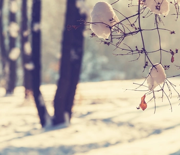 Aufnahme eines verschneiten Gewächses mit Bäumen im Hintergrund.