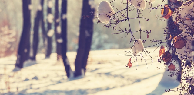 Kolumne_Dezember23_Hero_C-Shutterstock Aufnahme eines verschneiten Gewächses mit Bäumen im Hintergrund.