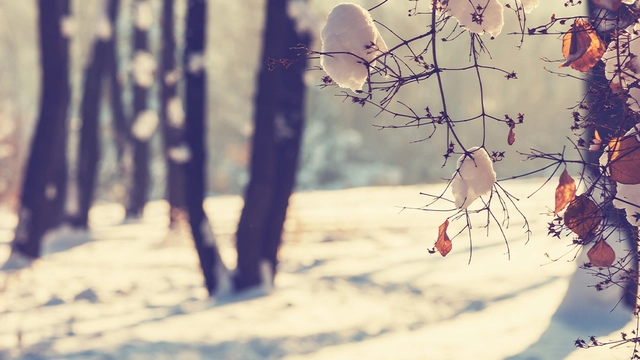 Aufnahme eines verschneiten Gewächses mit Bäumen im Hintergrund.