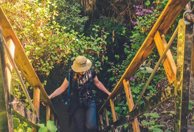 Gran Canaria Walking Festival Eine Wanderin geht eine Treppe im Urwald herauf