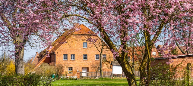 Backsteinhaus hinter blühendem Kirschblütenbaum. 