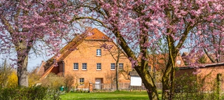 Backsteinhaus hinter blühendem Kirschblütenbaum. 