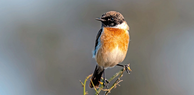 Aufnahme von Vogel auf Ast.