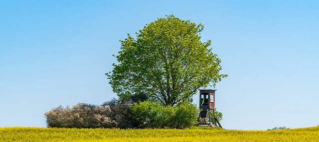 Aufnahme von einem Baum in der Natur.