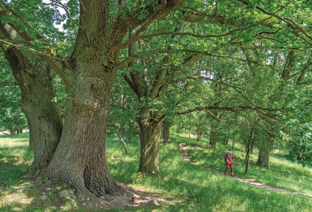 7.png Wanderweg im Wald mit mächtigem Baum und Wanderer