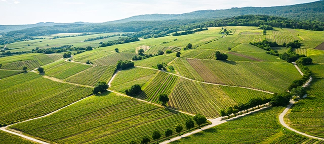 Blick von Oben auf die Landschaft im Rheingau