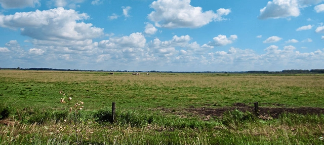 Wiesenlandschaft in Worpswede