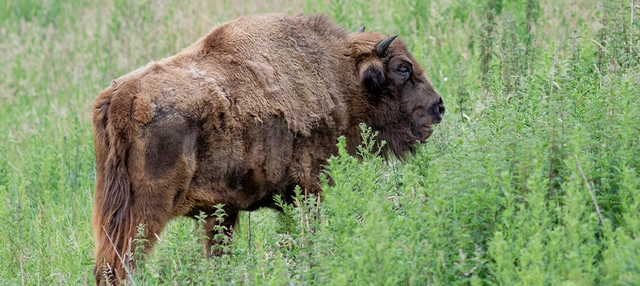 Wisent im Eiszeitlichen Wildgehege.