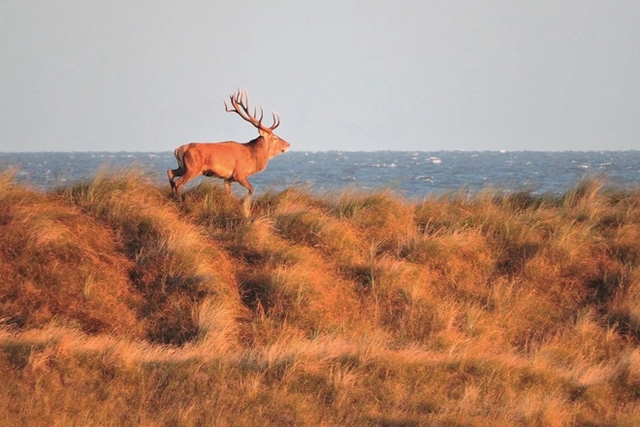 Hirsch Ostsee