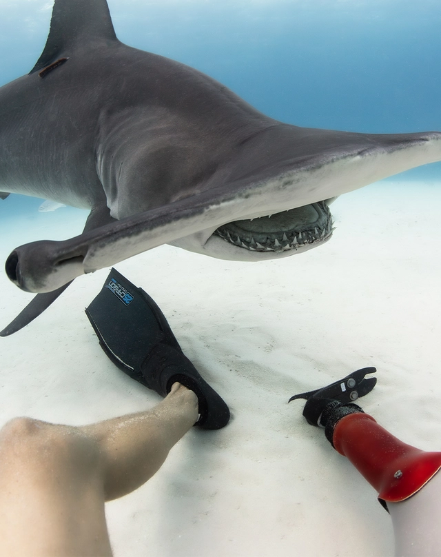 WatchTime-UlysseNardin-DiverHammerheadShark-Hai.jpg Hammerhai-Kontakt während eines Tauchgangs