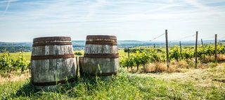 Alte Weinfässer in grünen Weinbergen 