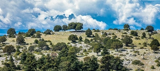 Bergkulisse mit Bäumen in Griechenland.